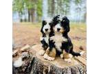 Bernese Mountain Dog Puppy for sale in Lookout, CA, USA