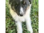 Shetland Sheepdog Puppy for sale in Grants Pass, OR, USA