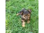 Yorkshire Terrier Puppy for sale in Fort Worth, TX, USA