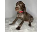 German Shorthaired Pointer Puppy for sale in Manning, SC, USA