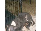 Great Dane Puppy for sale in Magnolia, DE, USA