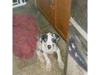 Great Dane Puppy for sale in Magnolia, DE, USA