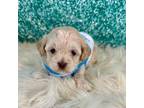 Shih Tzu Puppy for sale in Newcomerstown, OH, USA