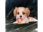 Cavalier King Charles Spaniel Puppy for sale in Star, ID, USA