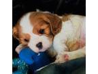 Cavalier King Charles Spaniel Puppy for sale in Carlsbad, CA, USA