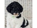 Australian Labradoodle Puppy for sale in Connersville, IN, USA