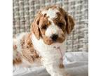 Australian Labradoodle Puppy for sale in Connersville, IN, USA