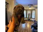 Cane Corso Puppy for sale in Chicago, IL, USA