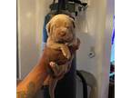 Cane Corso Puppy for sale in Chicago, IL, USA