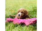 Goldendoodle Puppy for sale in Elizabethtown, KY, USA
