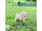 Goldendoodle Puppy for sale in Elizabethtown, KY, USA