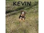 Kevin