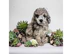Poodle (Toy) Puppy for sale in Griggsville, IL, USA