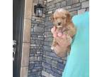 Poodle (Toy) Puppy for sale in Apple Creek, OH, USA