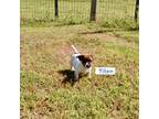 Parson Russell Terrier Puppy for sale in Marlow, OK, USA