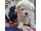 Havanese Puppy for sale in Falcon, MO, USA