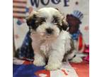 Havanese Puppy for sale in Falcon, MO, USA