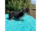 Pembroke Welsh Corgi Puppy for sale in Stuart, IA, USA