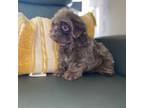 Shih Tzu Puppy for sale in Gilmer, TX, USA