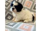 Shih Tzu Puppy for sale in Gilmer, TX, USA