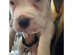 Cane Corso Puppy for sale in North Miami Beach, FL, USA
