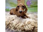 Dachshund Puppy for sale in Myrtle Beach, SC, USA