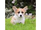 Pembroke Welsh Corgi Puppy for sale in Sugarcreek, OH, USA