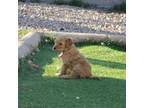 Goldendoodle Puppy for sale in Phoenix, AZ, USA