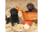 Chocolate Labs! Black Labs!