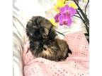 Pekingese Puppy for sale in Cedar Rapids, IA, USA