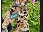 Blaze Male Bengal