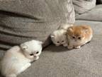 British Longhair Kittens