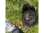 Pomeranian Puppy for sale in Riverside, CA, USA