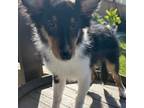 Shetland Sheepdog Puppy for sale in Corona, CA, USA