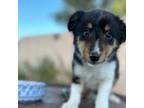 Shetland Sheepdog Puppy for sale in Corona, CA, USA