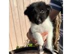 Shetland Sheepdog Puppy for sale in Corona, CA, USA