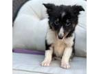 Shetland Sheepdog Puppy for sale in Corona, CA, USA