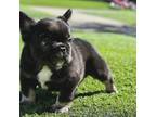 French Bulldog Puppy for sale in Daly City, CA, USA