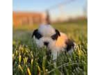 Shih Tzu Puppy for sale in Oologah, OK, USA