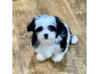 Zuchon Puppy for sale in Youngstown, OH, USA