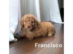 Aussiedoodle Puppy for sale in Ellenburg Depot, NY, USA