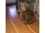 Chihuahua Puppy for sale in Norfolk, VA, USA