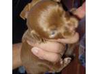 Chihuahua Puppy for sale in Norfolk, VA, USA