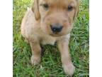 Golden Irish Puppy for sale in Starr, SC, USA