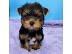 Zealot-Male Yorkie