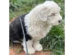 Old English Sheepdog Puppy for sale in Rapidan, VA, USA