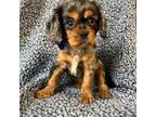 Cavalier King Charles Spaniel Puppy for sale in Abbyville, KS, USA