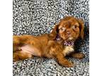 Cavalier King Charles Spaniel Puppy for sale in Abbyville, KS, USA