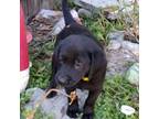 Labrador Retriever Puppy for sale in Wesley Chapel, FL, USA