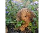 Poodle (Toy) Puppy for sale in Samson, AL, USA